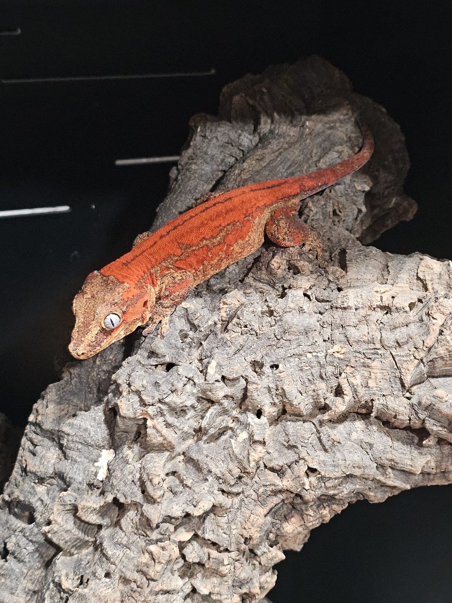 Close-up portrait of a GeckoMonster gecko