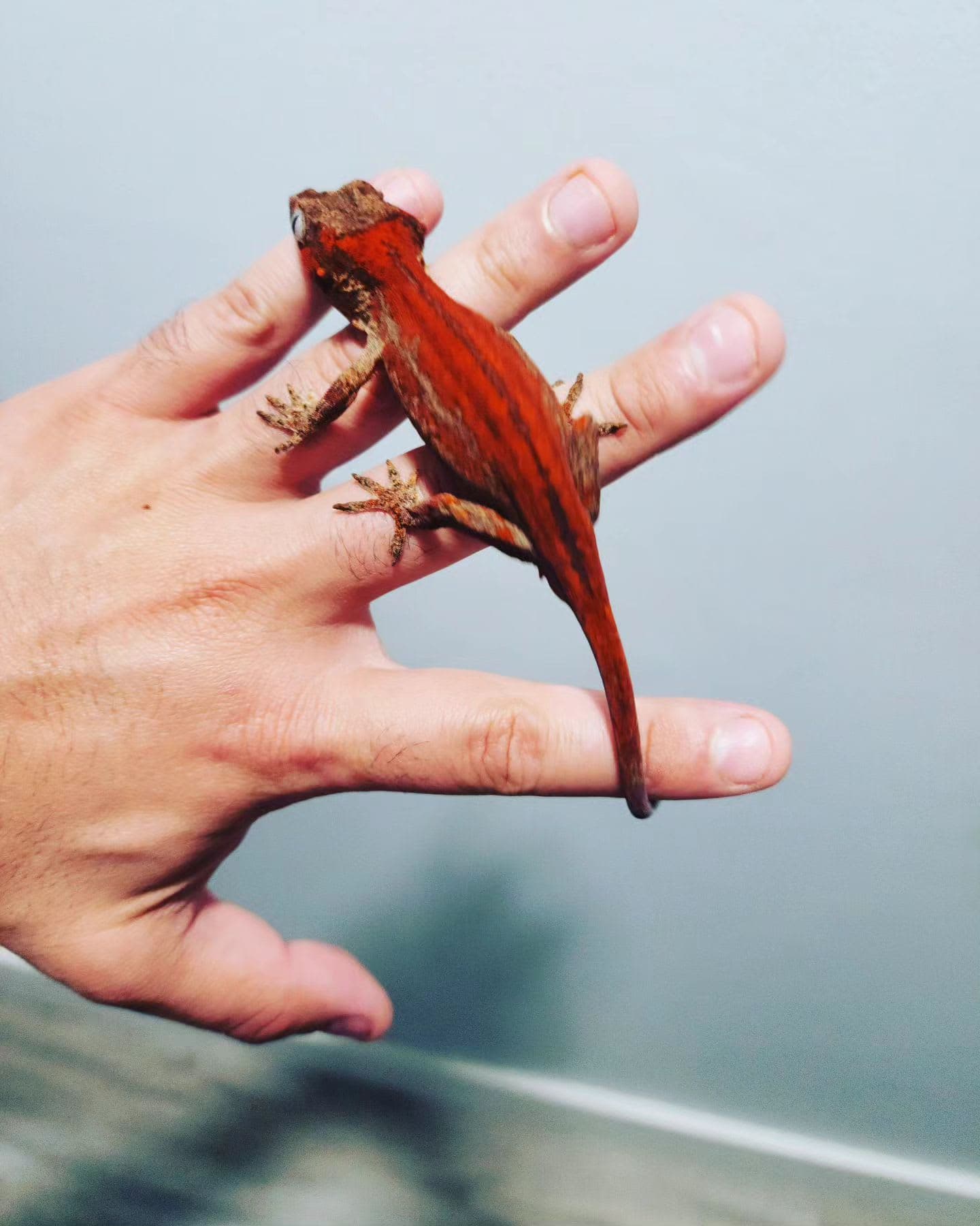 orange/red super stripe