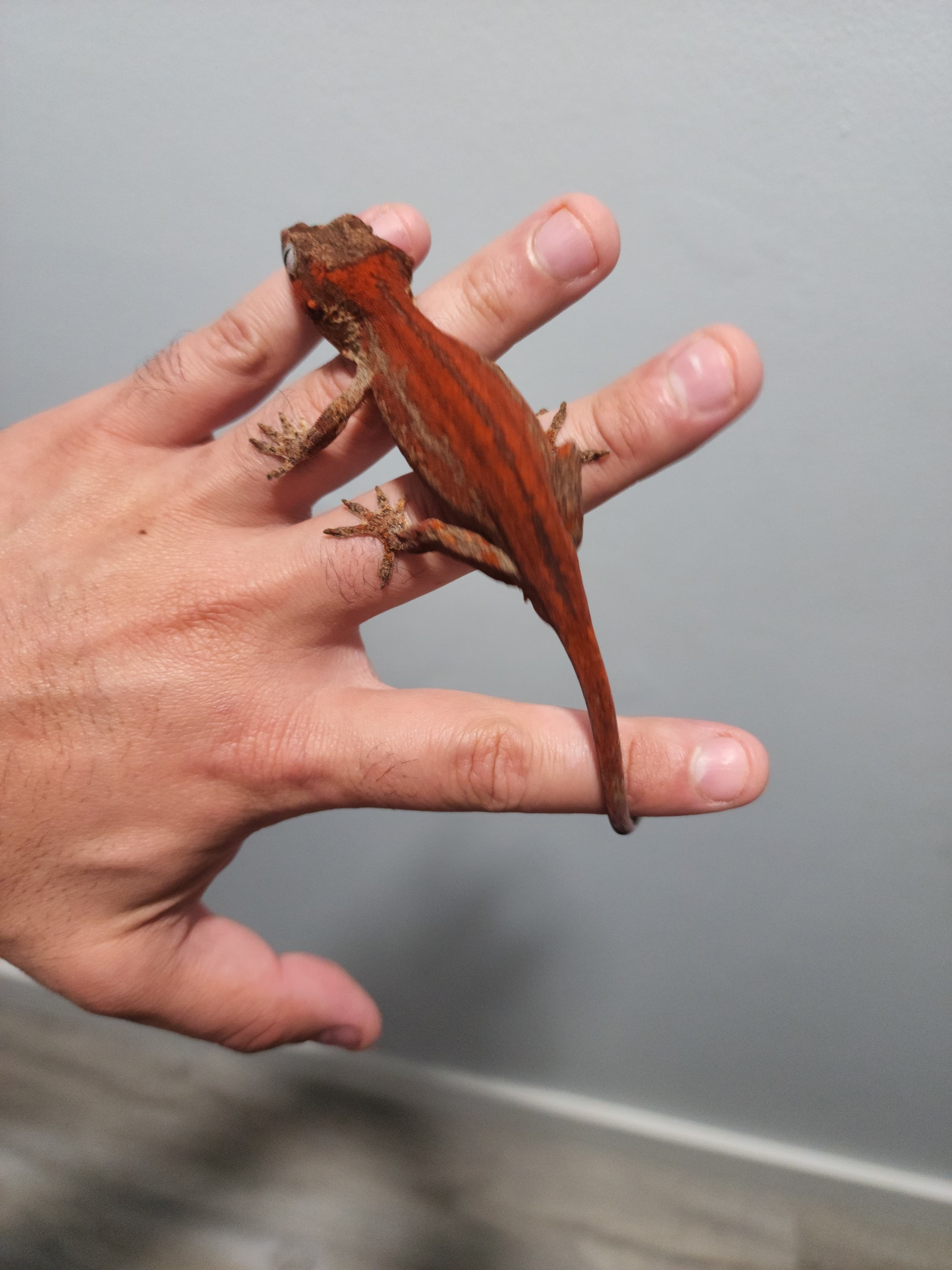 red/orange 6 stripes — featured Gargoyle Gecko
